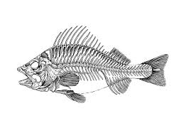 Black And Yellow Fish Drawing Fish Skeleton Skeleton Drawings Fish Drawings Fish Skeleton