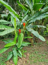 Image result for Rourea coccinea