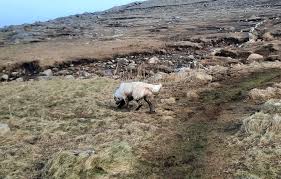 Hugh Diver 🇮🇪 🇺🇦 (@diver_ie)