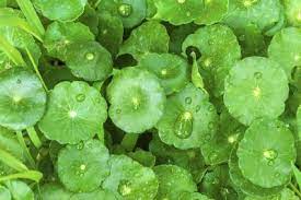Pin On New Gardening Know How Articles