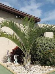 Image result for Dypsis decaryi