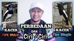 Perbedaan Dan Ciri Ciri Kacer Tipe Panas Dengan Kacer Tipe Dingin Youtube