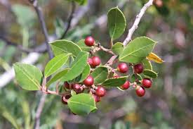 Image result for Rhamnus staddo