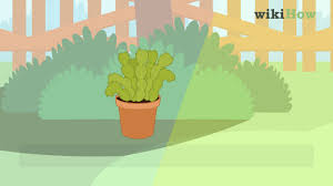 One cool feature of the christmas cactus is that you can root a brand new plant just by taking a few clippings from an existing plant. How To Care For A Christmas Cactus 14 Steps With Pictures
