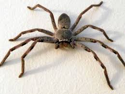 Image result for huntsman spider