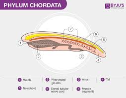 phylum chordata characteristics and classification