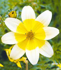 Jinzhan yinpan (gold cup silver plate; Bidens Taka Tuka 1a Balkonpflanzen Baldur Garten