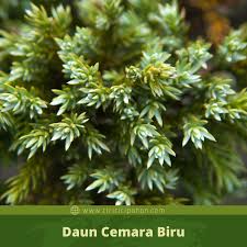 We did not find results for: Ciri Ciri Pohon Cemara Biru Juniperus Squamata Di Alam Liar Ciriciripohon Com