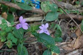 Image result for Barleria sp. A