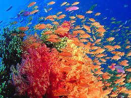 Kumpulan gambar tentang animasi pemandangan bawah laut, klik untuk melihat koleksi gambar lain di kibrispdr.org. Gambar Wallpaper Pemandangan Bawah Laut Gudang Wallpaper Beauty Of Marine Life 1024x768 Wallpaper Teahub Io