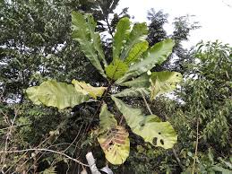 Image result for Anthocleista vogelii