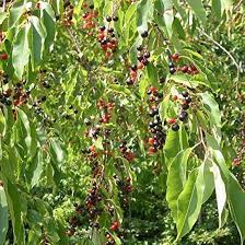 Image result for Prunus serotina