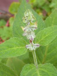 Image result for Acanthopale confertiflora