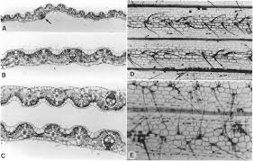Image result for Panicum adenophorum