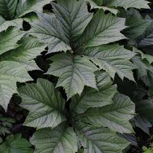 Herbaceous perennials white/pink/red flower spike, likes shade, tall flower. Big Leaved Perennials Finegardening