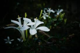 Image result for Turraea obtusifolia