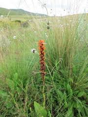 Image result for Satyrium sceptrum