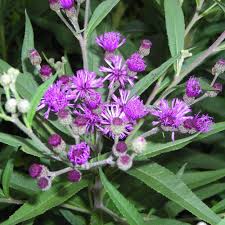 Image result for Vernonia zanzibarensis