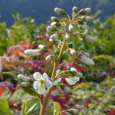 Escalonia L Flores De Guatemala Flowers Wedding Plants