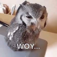 Bisa dari video, kata kata, hingga kumpulan foto gokil. Burung Hantu Teriak Gif Owl Burunghantu Teriak Discover Share Gifs Owl Gifs Owl Animation