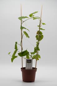 Image result for Passiflora sanguinolenta