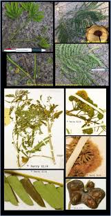 Image result for Cyclocarpa