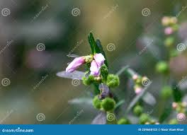 Image result for Galactia striata