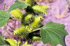 Image result for Xanthium