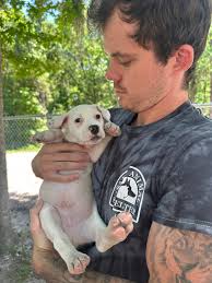 Adoptable buns in Middleburg area available