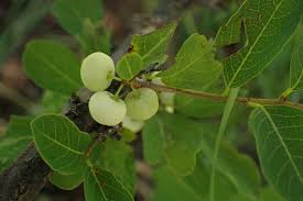 Image result for Pseudolachnostylis maprouneifolia