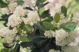 Image result for Rhamnaceae