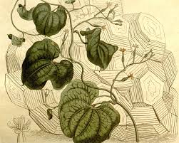 Image result for Dioscorea dregeana