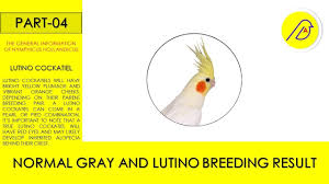 Yellow Bird With Red Cheeks Pin On Cockatiel Crossbreeding