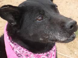 Alabama alaska arizona arkansas california colorado connecticut delaware district of columbia florida georgia hawaii idaho illinois indiana iowa kansas kentucky louisiana maine maryland. Labrador Puppies Prescott Arizona Bmo Show