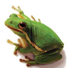 Green Tree Frog Tree Frogs Red Eyed Tree Frog Green Tree Frog
