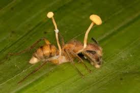 Semut terbang menjadi tahap lain dari kitaran hidup semut, seluruh tubuh mereka terdiri daripada. Ammardathinker On Twitter Cordyceps Lepas Spora Kulat Ni Masuk Dalam Badan Semut Kulat Ni Akan Rembeskan Bahan Kimia Untuk Ganggu Deria Navigasi Semut Pada Masa Yang Sama Filament Kulat Ni Akan
