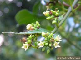 Image result for Scutia