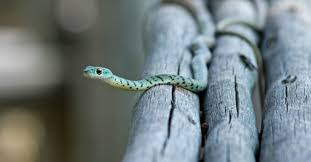 How to get rid of snakes in your garden. 3 Best Ways To Naturally Get Rid Of Snakes In Your Home Service Master
