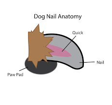 Check spelling or type a new query. How To Find The Quick On Black Dog Nails Healthy Homemade Dog Treats