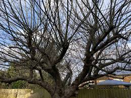 Fuji tree crabapple pink apples blossoms sprout fruit crabapples well spring peirce whether they clouds gardens pam. Old Apple Tree Pruning Tidy Gardens Maintenance