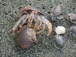 But you could also pump gas, install asbestos insulation, pick fruit sprayed with pesticide or make plastics from vinyl chloride. Hermit Crabs Found To Use Vibration To Ward Off Would Be Shell Evictors
