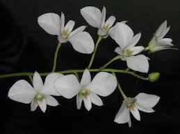 Image result for Chlorophytum affine