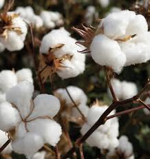 What to do with cotton?