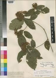 Image result for Rutidea orientalis