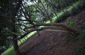 Image result for Clerodendrum pleiosciadium