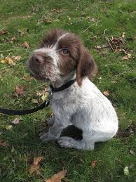 Gwhp Puppy Pointer Dog German Wirehaired Pointer Pointer Puppies