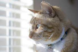 Looking for cat proof blinds or ways to stop your cat shredding, tearing, climbing through, and damaging your blinds? Cat Proof Window Coverings Ashtons Blinds