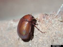 I tried using that on one of the plants and it killed it pretty quickly. How Can I Control The Beetles That Are Eating My Garden Unh Extension