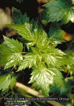 Image result for Corchorus schimperi