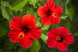 Image result for Hibiscus mutatus
